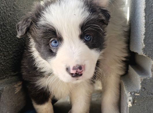 Border Collie görsel