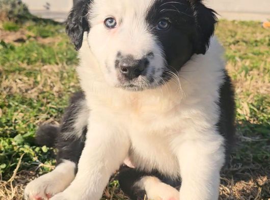 Border Collie görsel