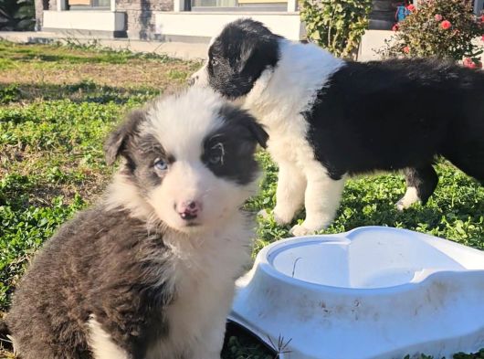 Border Collie görsel