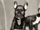 Tuvalet Eğitimli French Buldog Bebekler