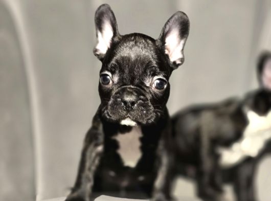 Tuvalet Eğitimli French Buldog Bebekler görsel