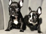 Tuvalet Eğitimli French Buldog Bebekler