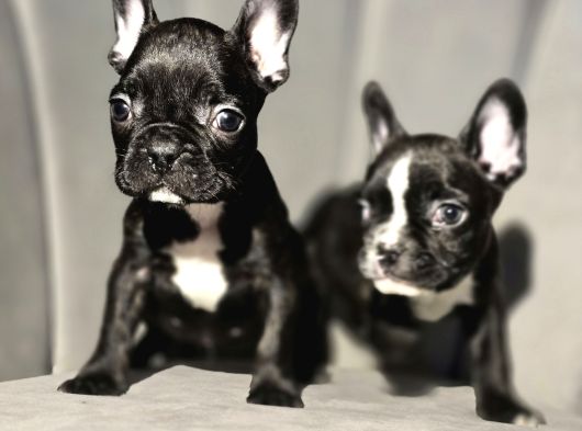Tuvalet Eğitimli French Buldog Bebekler görsel
