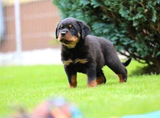 Secereli Soy Koca Kafa Rottweiler Yavrular görsel