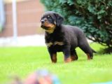 Secereli soy koca kafa rottweiler yavrular