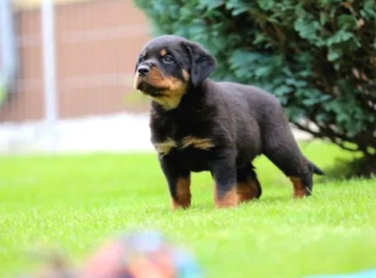 Secereli Soy Koca Kafa Rottweiler Yavrular