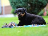 Secereli Soy Koca Kafa Rottweiler Yavrular