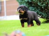 Secereli Soy Koca Kafa Rottweiler Yavrular