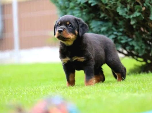 Secereli Soy Koca Kafa Rottweiler Yavrular görsel