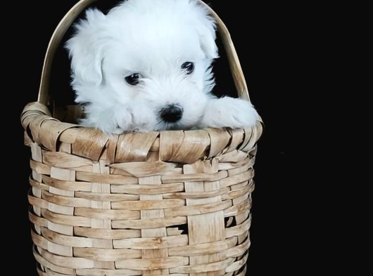 Mini Boy Oyuncak Surat Maltese Bebekler görsel