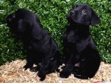 Ruhsatlı Çiftlikten Labrador Yavrular