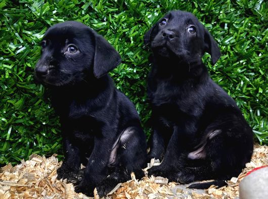 Ruhsatlı Çiftlikten Labrador Yavrular görsel