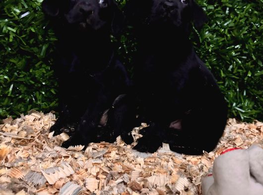 Ruhsatlı Çiftlikten Labrador Yavrular görsel