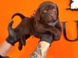 Ruhsatlı Çiftlikten Labrador Yavrular