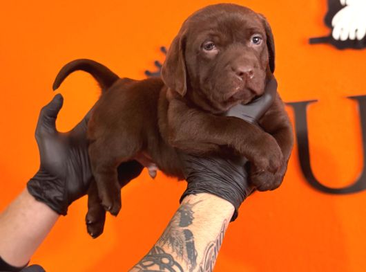 Ruhsatlı Çiftlikten Labrador Yavrular görsel
