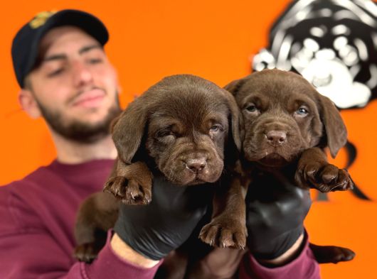 Ruhsatlı Çiftlikten Labrador Yavrular