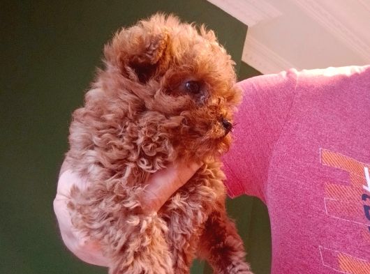 Mini Teacup Poodle Yavrumuz görsel