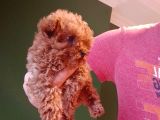 Mini Teacup Poodle Yavrumuz