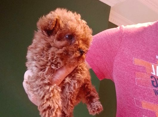 Mini Teacup Poodle Yavrumuz görsel