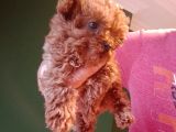Mini teacup poodle yavrumuz