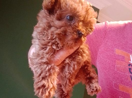 Mini Teacup Poodle Yavrumuz