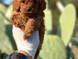 Sağlık Ve Irk Garantili Toy Poodle Yavrularımız
