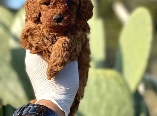 Sağlık Ve Irk Garantili Toy Poodle Yavrularımız görsel