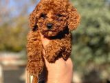 Sağlık ve ırk garantili toy poodle yavrularımız