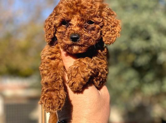 Sağlık Ve Irk Garantili Toy Poodle Yavrularımız