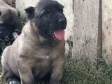 Kangal yavrularımız sahi sivas kangalı