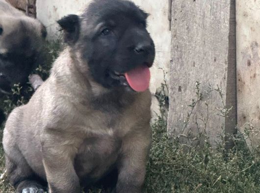 Kangal Yavrularımız Sahi Sivas Kangalı