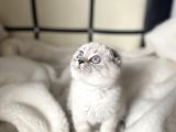 British Lynx Point Erkek