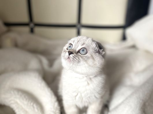 British Lynx Point Erkek görsel