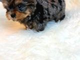 Türki̇yede Tek Blue Merle Yorkshire Terri̇er