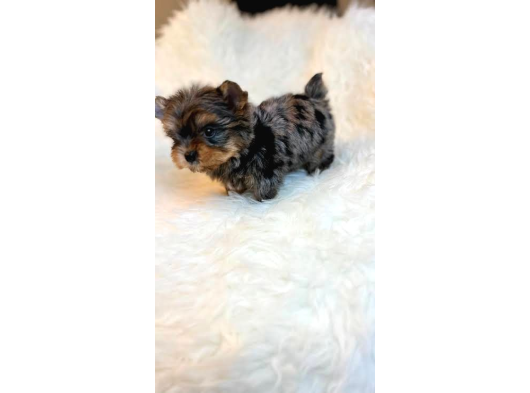 Türki̇yede Tek Blue Merle Yorkshire Terri̇er görsel