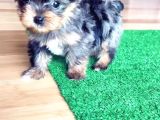 Türki̇yede Tek Blue Merle Yorkshire Terri̇er