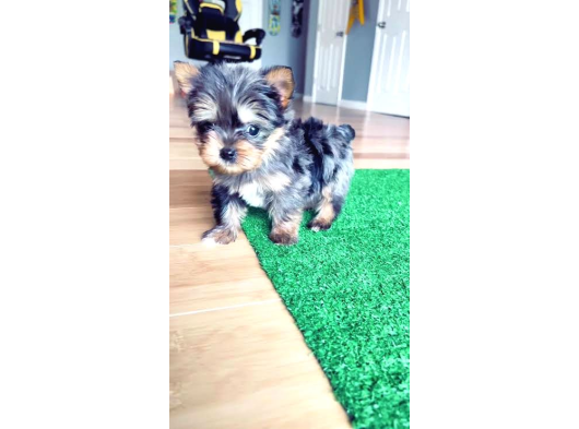 Türki̇yede Tek Blue Merle Yorkshire Terri̇er görsel