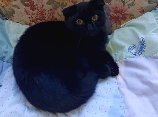 Ücretsiz Siyah Scottish Fold Yavrumuza Yeni Yuva Arıyoruz 4 Aylık Diş görsel