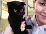 Ücretsiz Siyah Scottish Fold Yavrumuza Yeni Yuva Arıyoruz 4 Aylık Diş