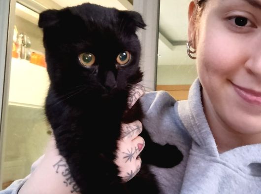 Ücretsiz Siyah Scottish Fold Yavrumuza Yeni Yuva Arıyoruz 4 Aylık Diş görsel