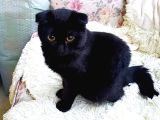 ücretsiz Siyah scottish fold yavrumuza yeni yuva arıyoruz 4 aylık diş