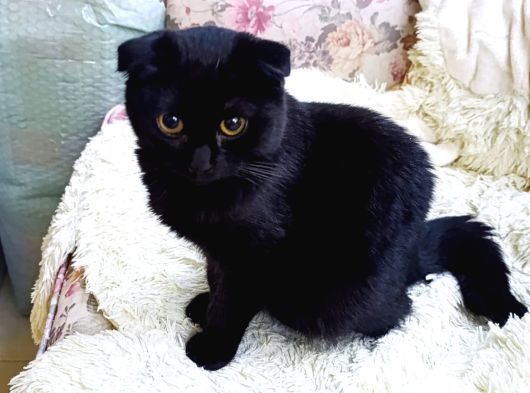 Ücretsiz Siyah Scottish Fold Yavrumuza Yeni Yuva Arıyoruz 4 Aylık Diş