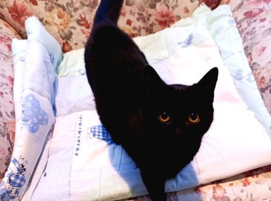 Ücretsiz Siyah Scottish Fold Yavrumuza Yeni Yuva Arıyoruz 4 Aylık Diş görsel