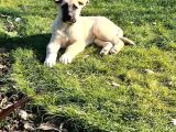 Kangal Yavrularımız Sahi Sivas Kangalı