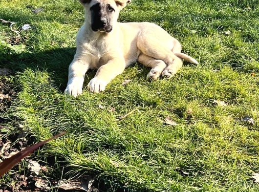 Kangal Yavrularımız Sahi Sivas Kangalı görsel
