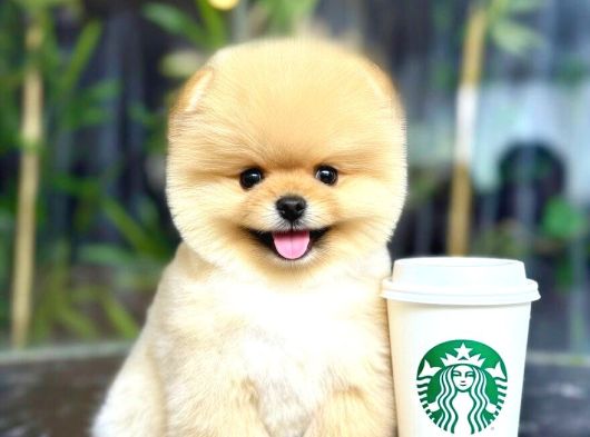 Dünya tatlısı teddy face pom boo bebekler