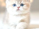 Bulunmaz Rengiyle Ay Golden British Shorthair