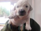 Bebek Yüzlü Golden Retriever Yavrularımız