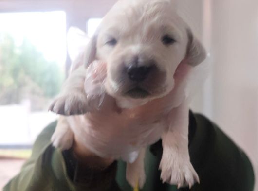 Bebek Yüzlü Golden Retriever Yavrularımız görsel