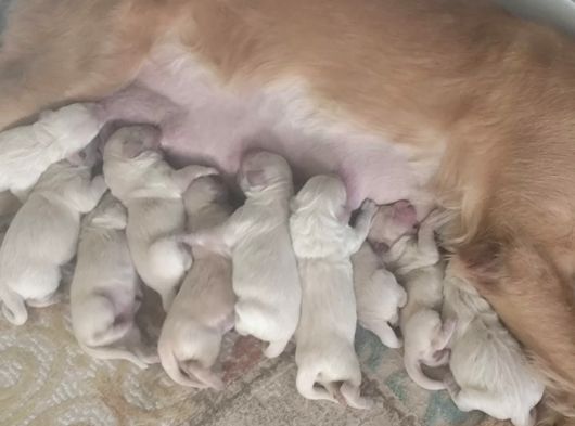 Bebek Yüzlü Golden Retriever Yavrularımız görsel